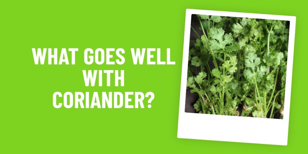 What Food Goes Well With Coriander? The Ultimate Guide To Cooking With This Delicious Herb